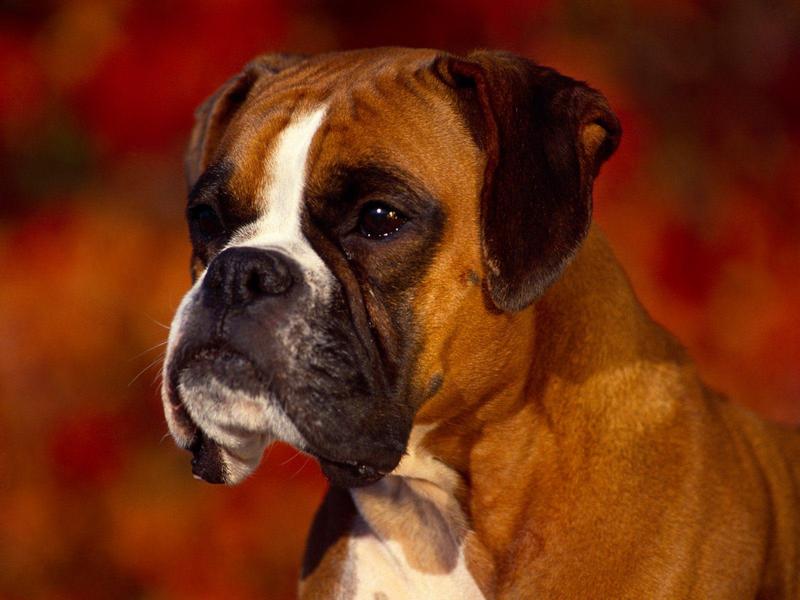 Georgi, Boxer (Dog); DISPLAY FULL IMAGE.