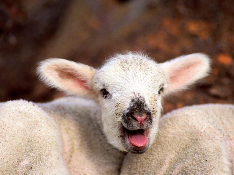Laughing Stock (Sheep/Lamb); DISPLAY FULL IMAGE.