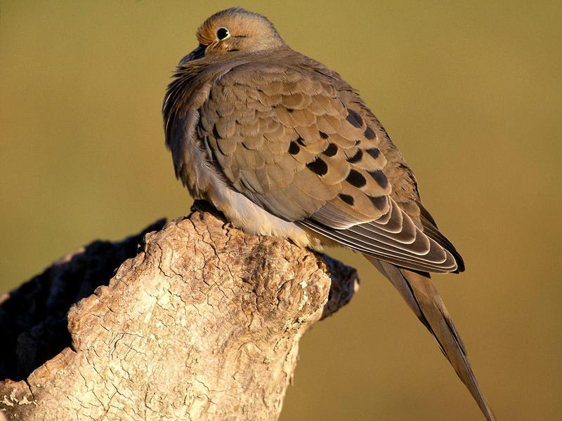 Mourning Dove; DISPLAY FULL IMAGE.