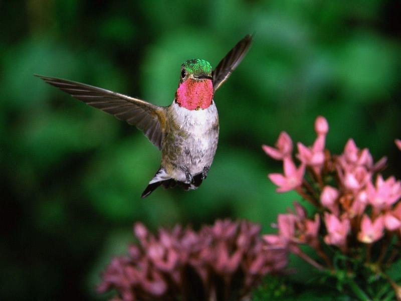 Broadtail Hummingbird; DISPLAY FULL IMAGE.