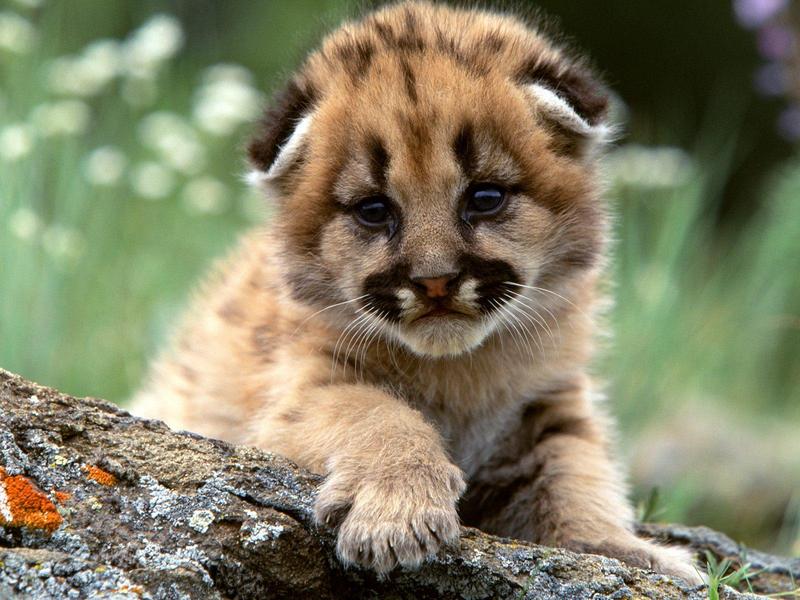 Mountain Lion Cub; DISPLAY FULL IMAGE.