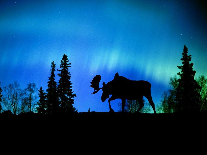 Night Phenomenon (Bull Moose); DISPLAY FULL IMAGE.