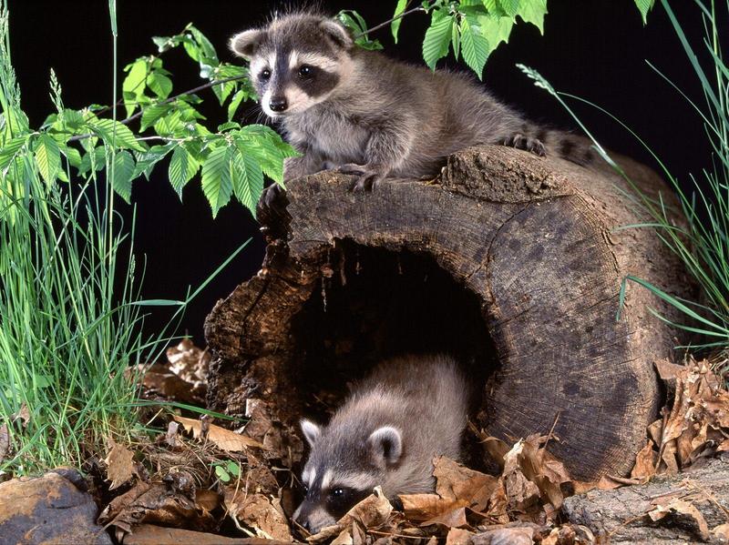 American Raccoon Babies; DISPLAY FULL IMAGE.