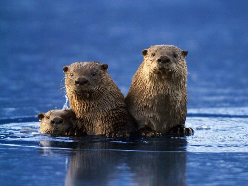 Sea Otter Family; DISPLAY FULL IMAGE.