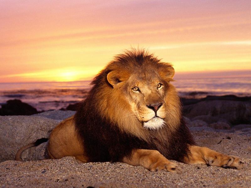 Simba in the Sun (African Lion Male); DISPLAY FULL IMAGE.