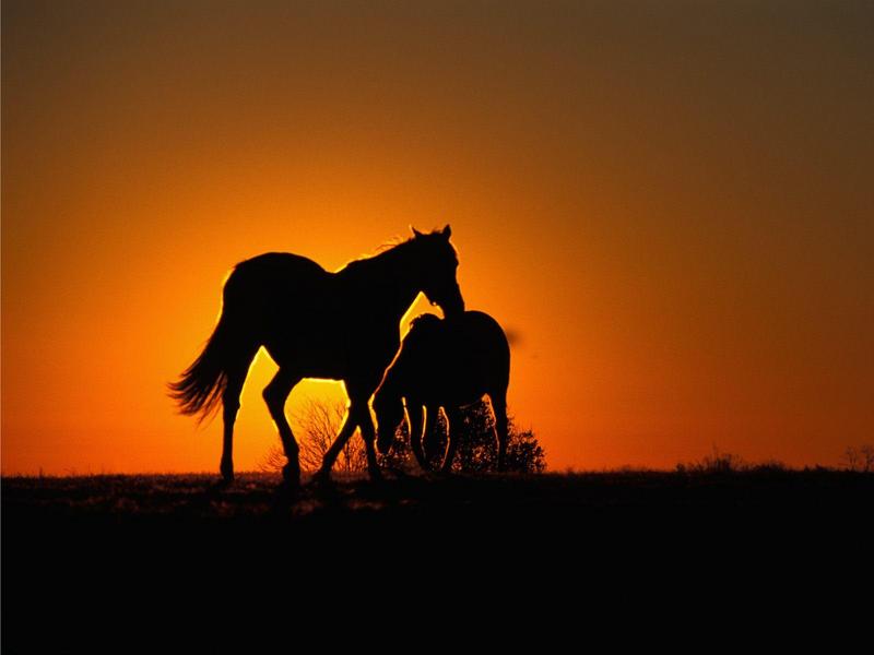 Thoroughbred Horses at Sunset Versailles, Kentucky; DISPLAY FULL IMAGE.