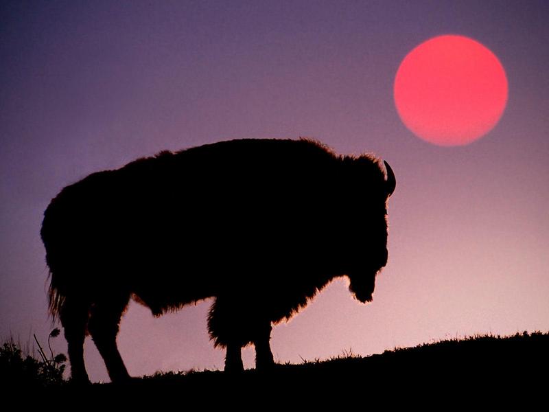 American Bison Silhouetted at Sunrise, Yellowstone National Park, Wyoming; DISPLAY FULL IMAGE.