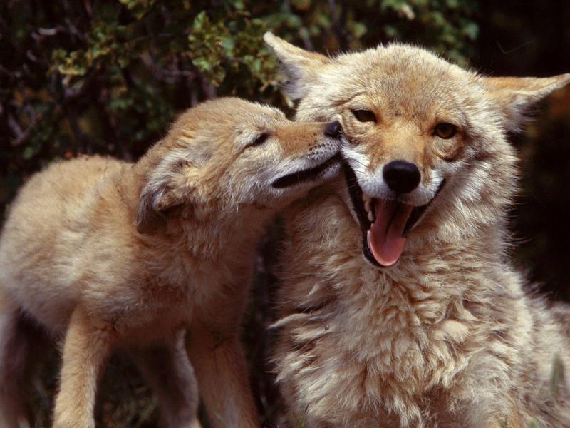 Coyote Mother and Pup; DISPLAY FULL IMAGE.