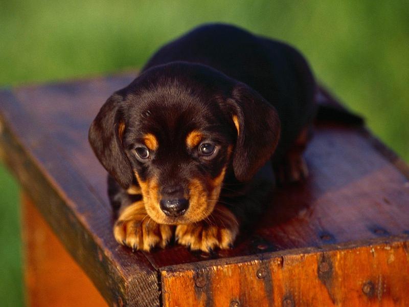 Dachshund Puppy; DISPLAY FULL IMAGE.