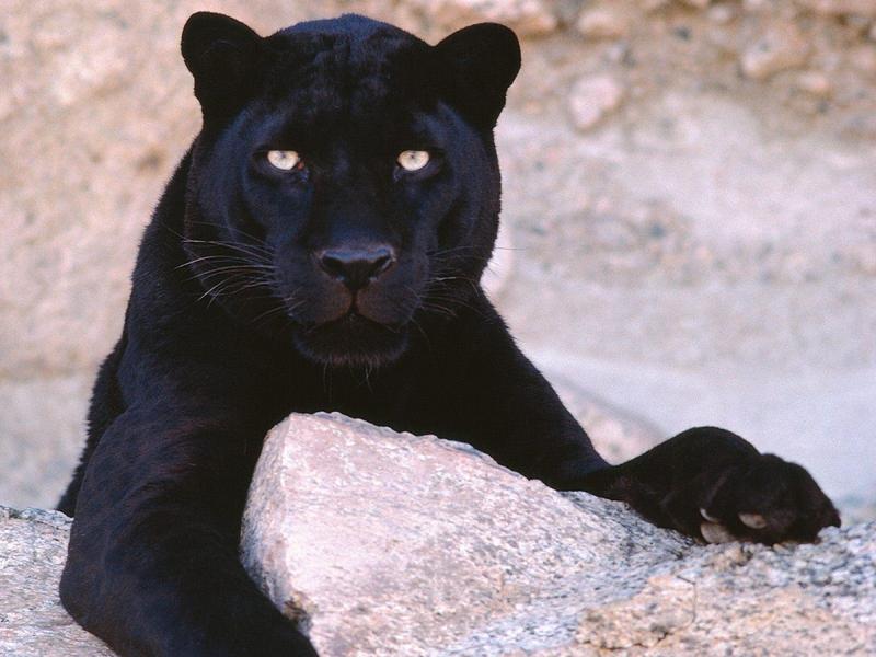 Dark Look, Black Leopard; DISPLAY FULL IMAGE.