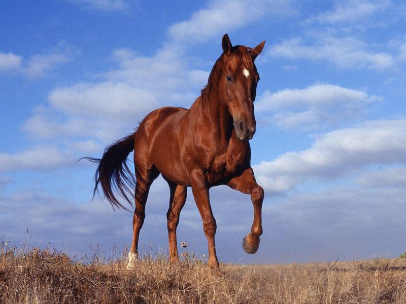 Elegant Stride (Horse); DISPLAY FULL IMAGE.
