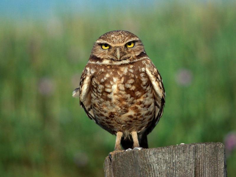 Eyes of Wisdom, Burrowing Owl; DISPLAY FULL IMAGE.