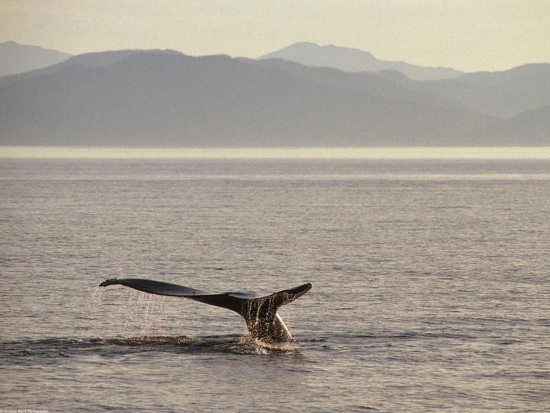 Humpback Whale Tail, Alaska; DISPLAY FULL IMAGE.