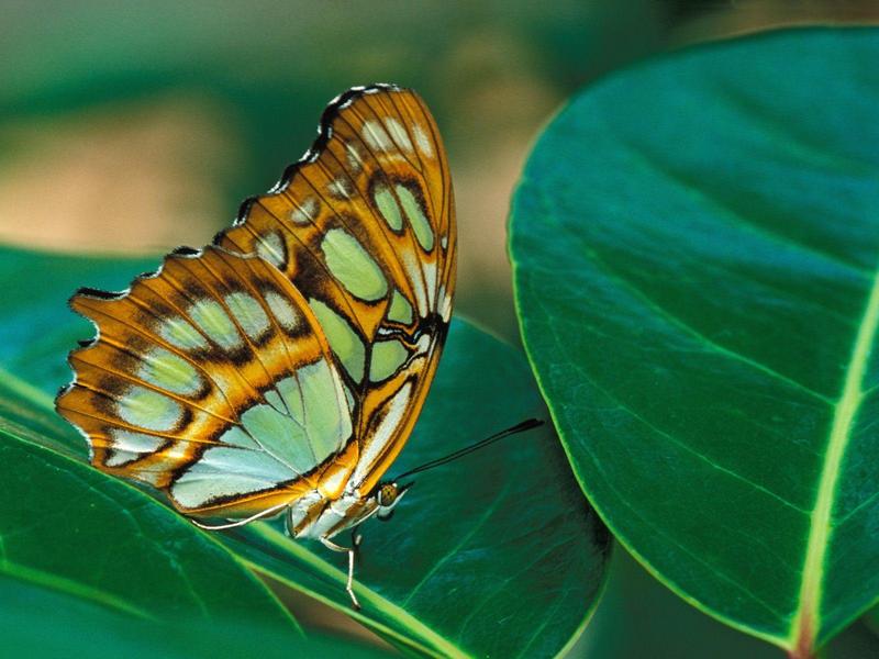 Malachite Butterfly; DISPLAY FULL IMAGE.