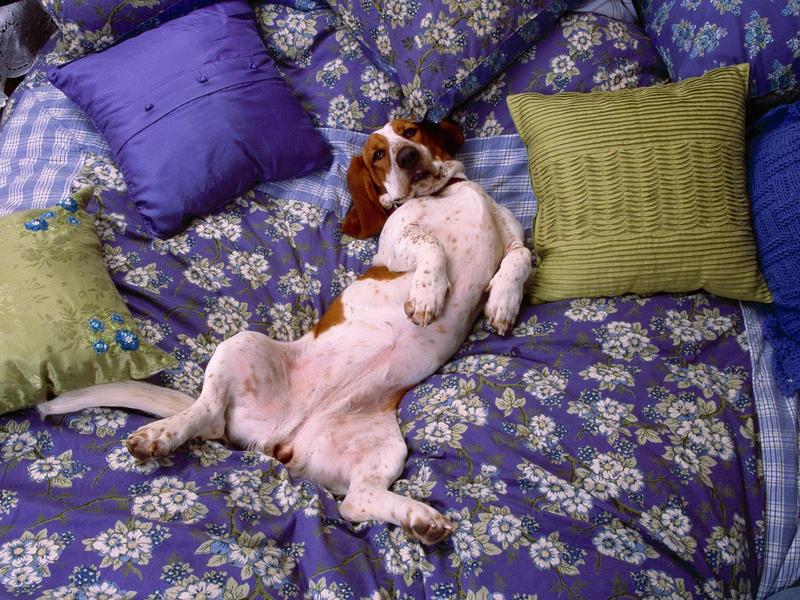 Relax Get Comfy (Dog); DISPLAY FULL IMAGE.