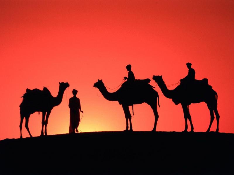 Sam Sand Dunes, Rajasthan, India (Camels); DISPLAY FULL IMAGE.