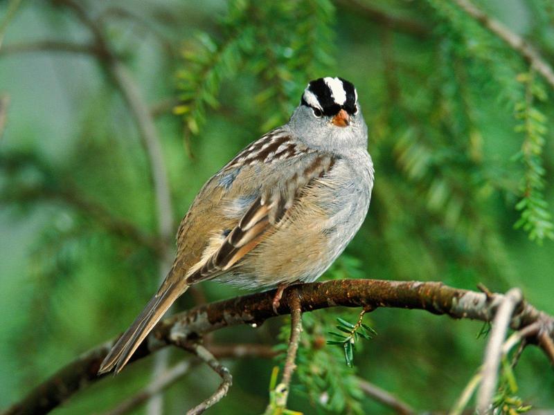White-Crowned Sparrow; DISPLAY FULL IMAGE.