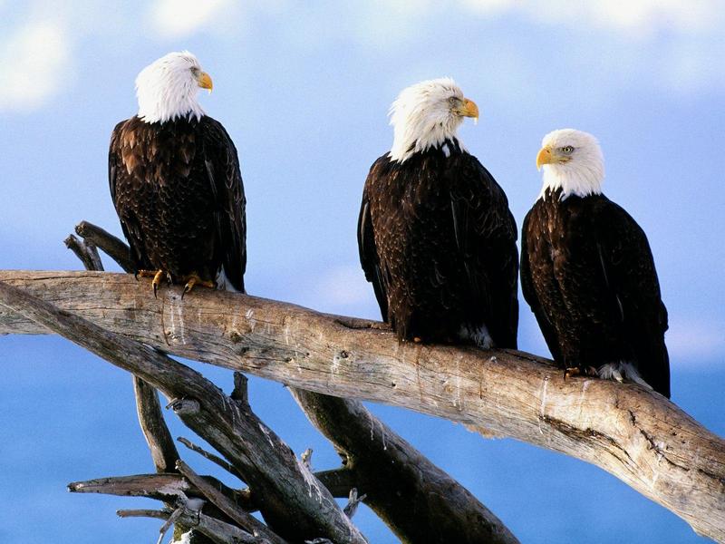 Wild and Free Bald Eagles; DISPLAY FULL IMAGE.