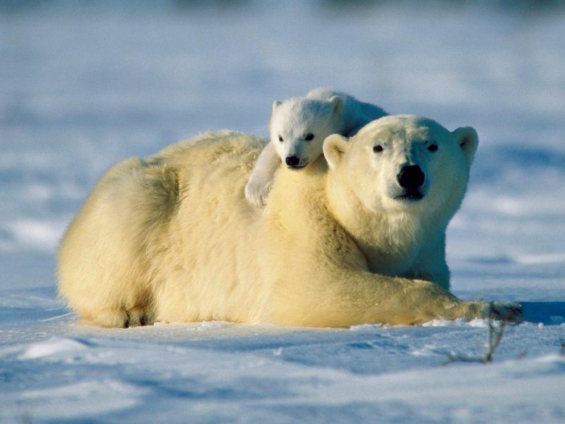 Bear Hug (Polar Bear Mother and Cub); DISPLAY FULL IMAGE.