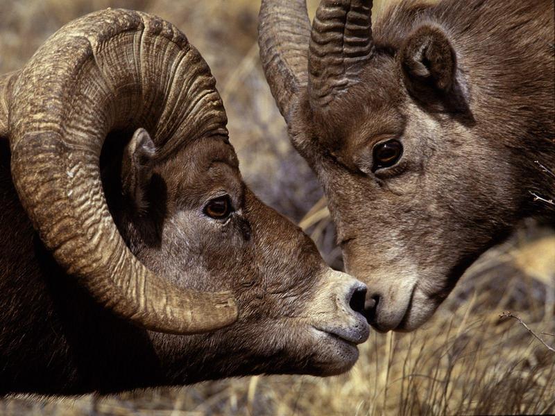 Big Horn Ram and Ewe (Bighorn Sheep); DISPLAY FULL IMAGE.