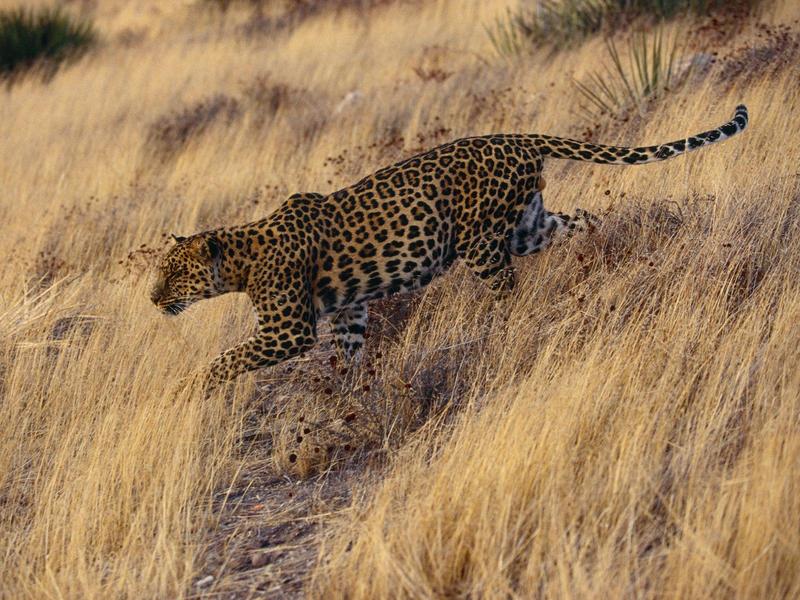 Careful Approach (African Leopard); DISPLAY FULL IMAGE.