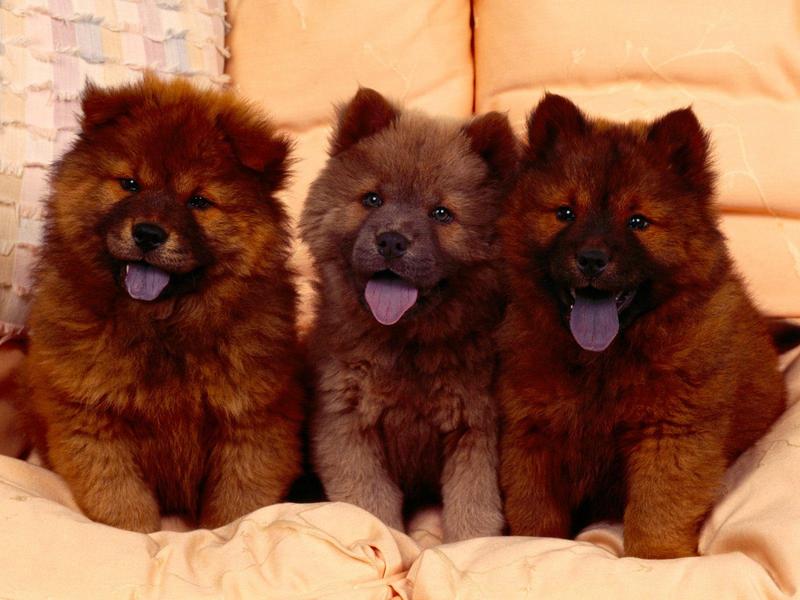 Cozy Couch, Chow Chow Puppies; DISPLAY FULL IMAGE.