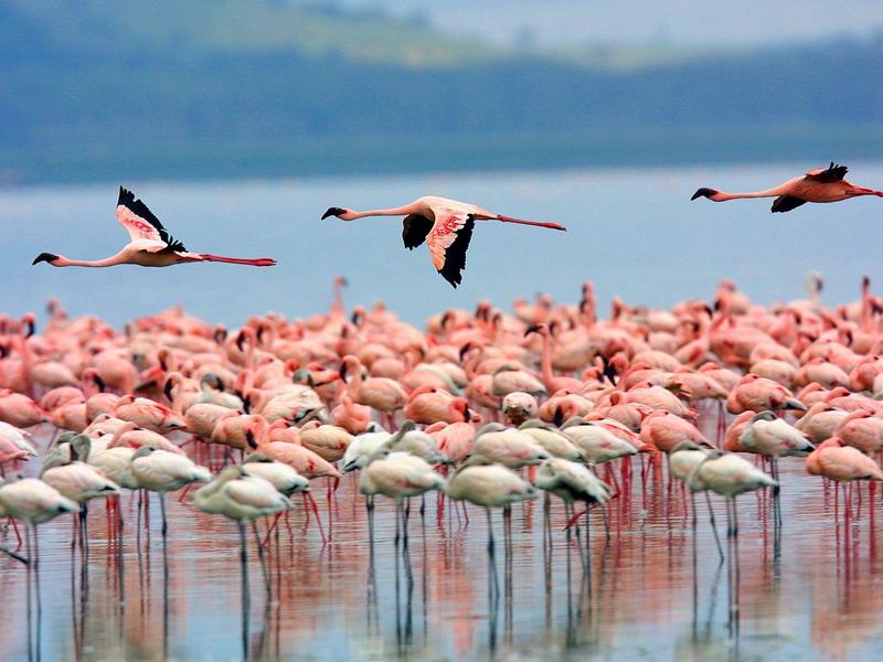 Flamingos, Lake Nakuru, Kenya; DISPLAY FULL IMAGE.