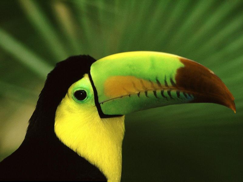 Keel-Billed Toucan; DISPLAY FULL IMAGE.