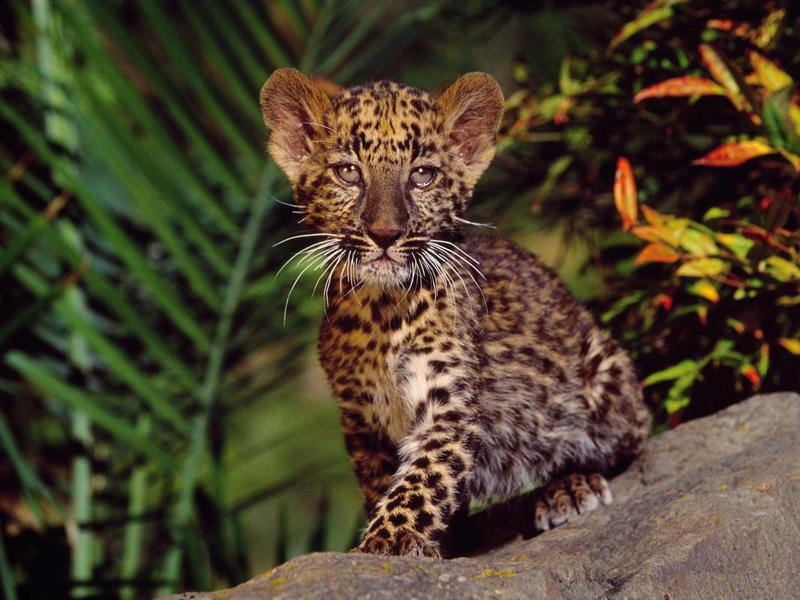 Leopard Cub; DISPLAY FULL IMAGE.