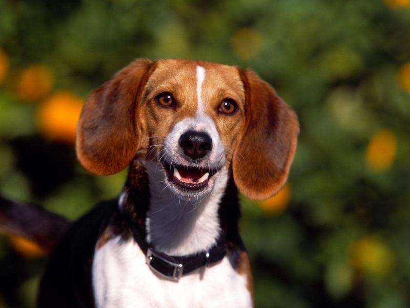 Regal Beagle (Dog); DISPLAY FULL IMAGE.