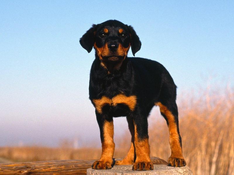 Rottweiler Puppy; DISPLAY FULL IMAGE.