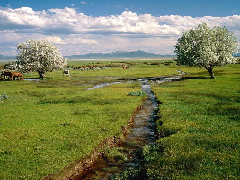 Ruby Valley, Nevada (Horses); DISPLAY FULL IMAGE.