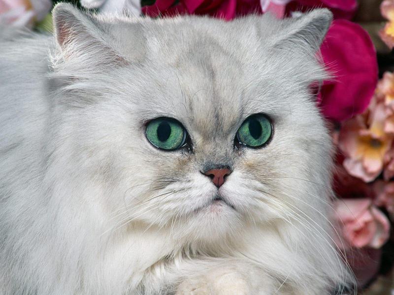 Silver Shaded Persian Cat; DISPLAY FULL IMAGE.