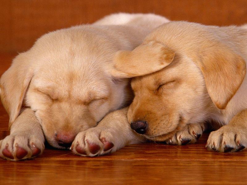 Sleeping on the Job, Lab Puppies; DISPLAY FULL IMAGE.