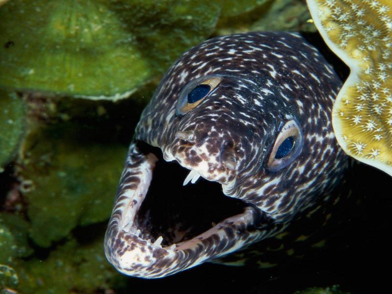 Spotted Moray Eel; DISPLAY FULL IMAGE.