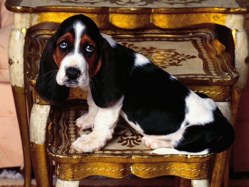 Table Topper, Basset Hound Dog; DISPLAY FULL IMAGE.