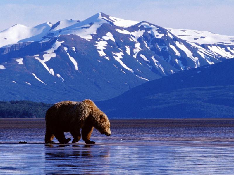 Trolling the Landscape, Brown Bear, Alaska; DISPLAY FULL IMAGE.