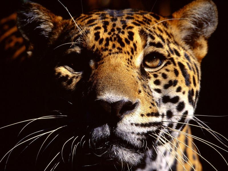 Wild Eyes, Jaguar; DISPLAY FULL IMAGE.
