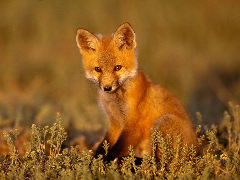 Young Red Fox; DISPLAY FULL IMAGE.