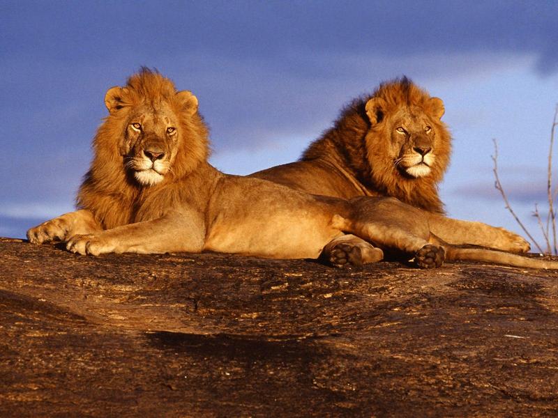 African Lions, Masai Mara, Kenya; DISPLAY FULL IMAGE.