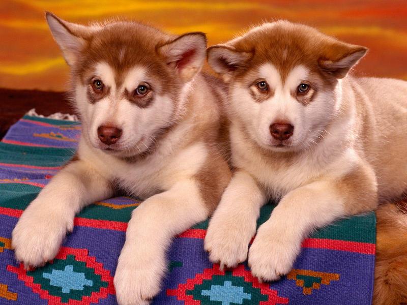 Alaskan Malamute (Dogs); DISPLAY FULL IMAGE.