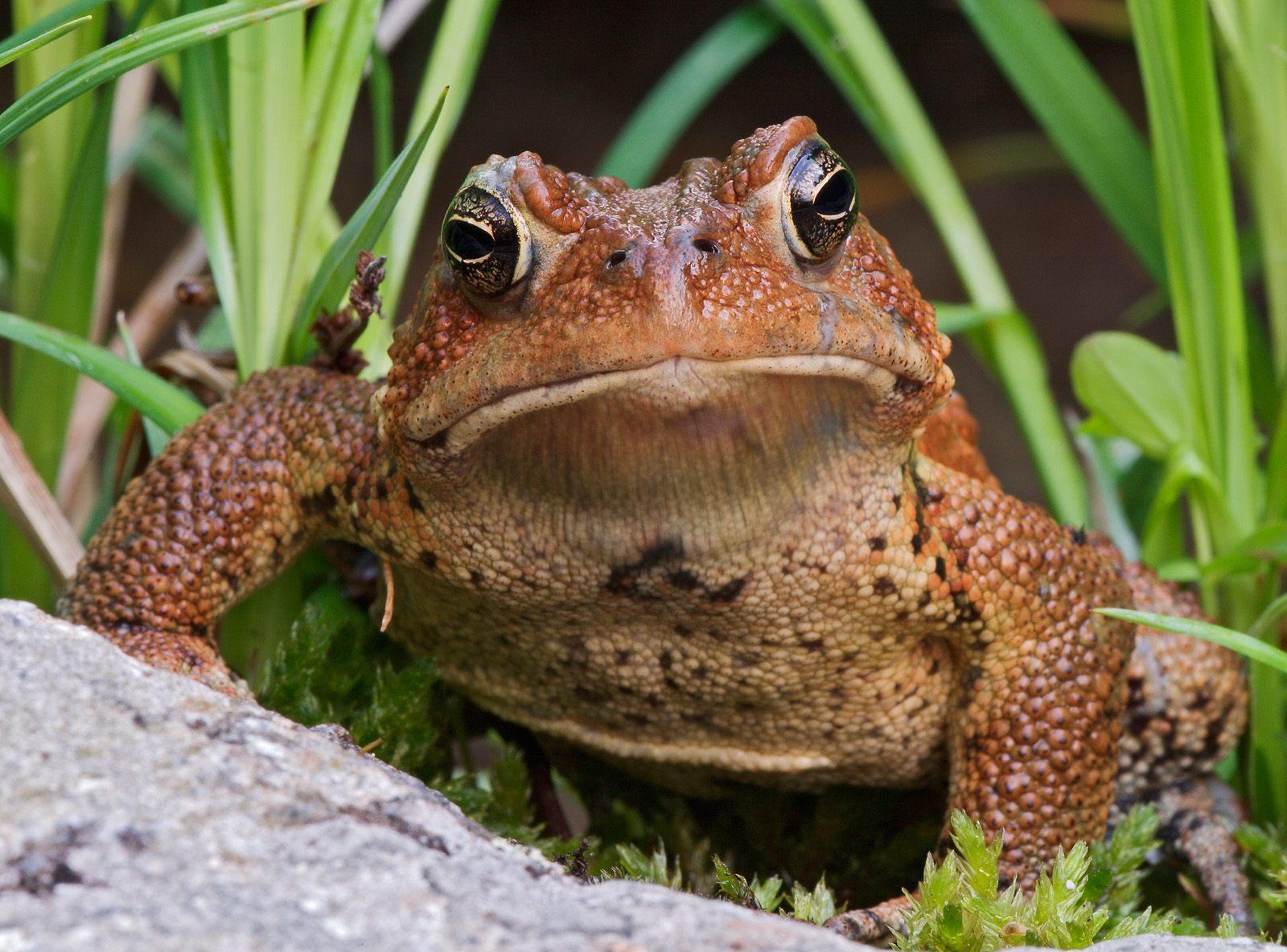 American Toad Image ONLY