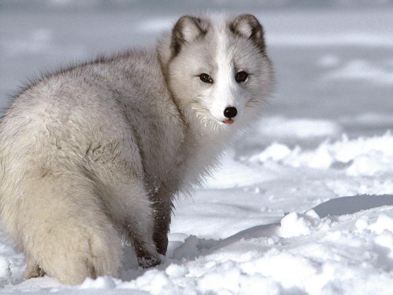 Arctic Fox; DISPLAY FULL IMAGE.