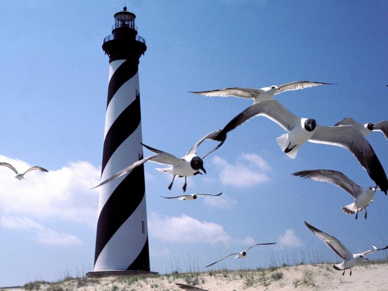 Cape Hatteras Lighthouse, North Carolina (Black-headed Gulls); DISPLAY FULL IMAGE.