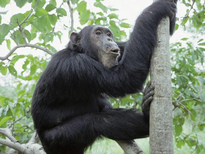 Chimpanzee, Gombe National Park, Tanzania, Africa; DISPLAY FULL IMAGE.