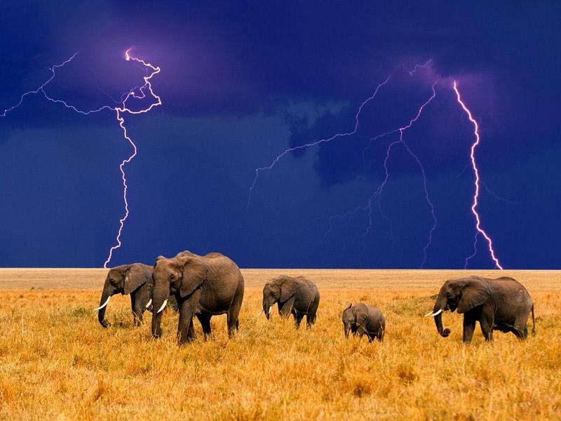 African Elephants in an Approaching Storm; DISPLAY FULL IMAGE.