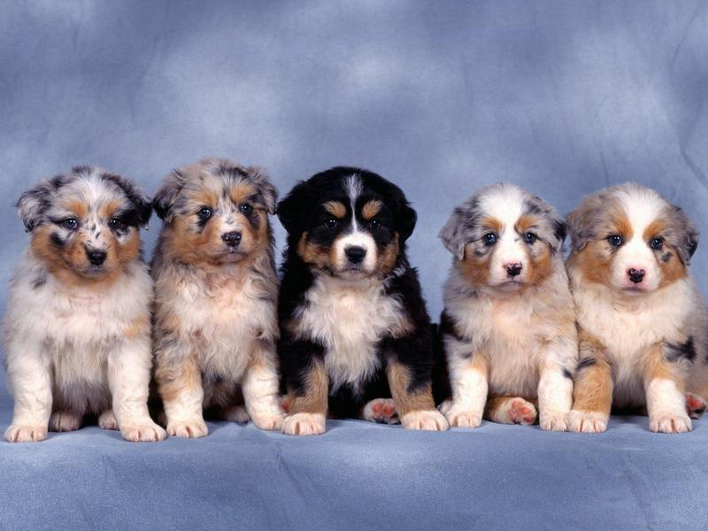 Fluffy Five Shepherd Puppies; DISPLAY FULL IMAGE.