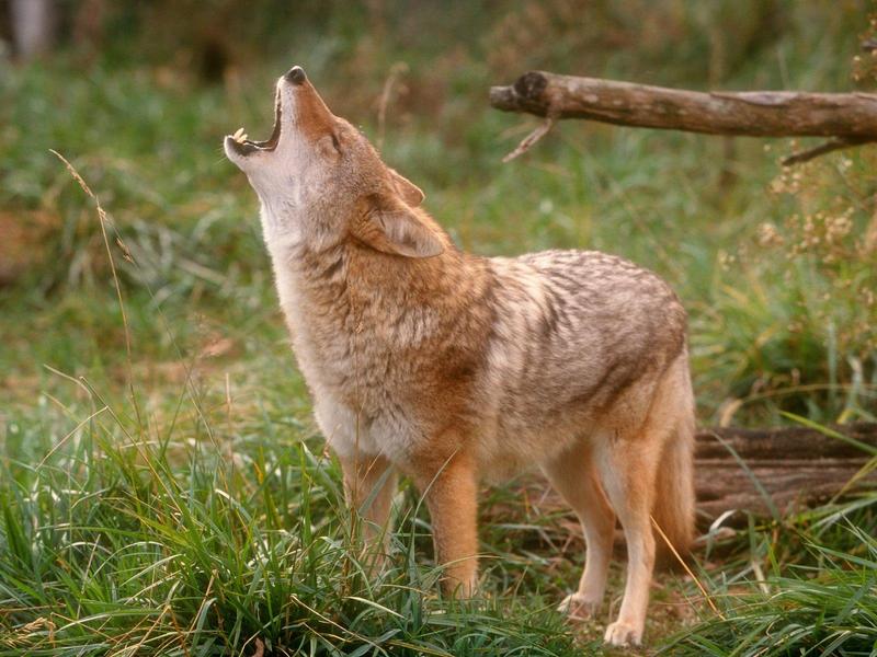 Howling Coyote; DISPLAY FULL IMAGE.