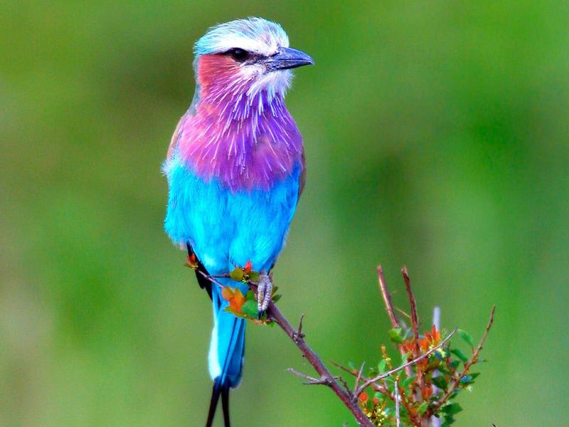 Lilac-breasted Roller, Africa; DISPLAY FULL IMAGE.