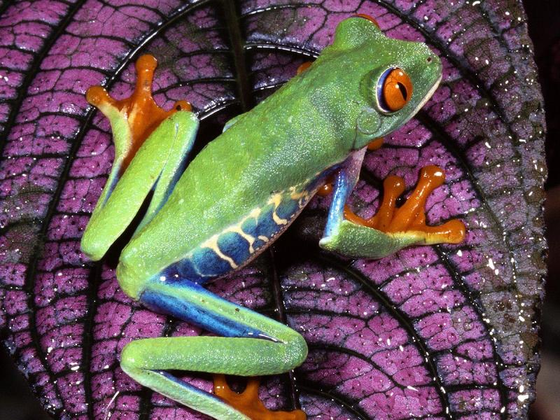 Red-Eyed Tree Frog, Central America; DISPLAY FULL IMAGE.
